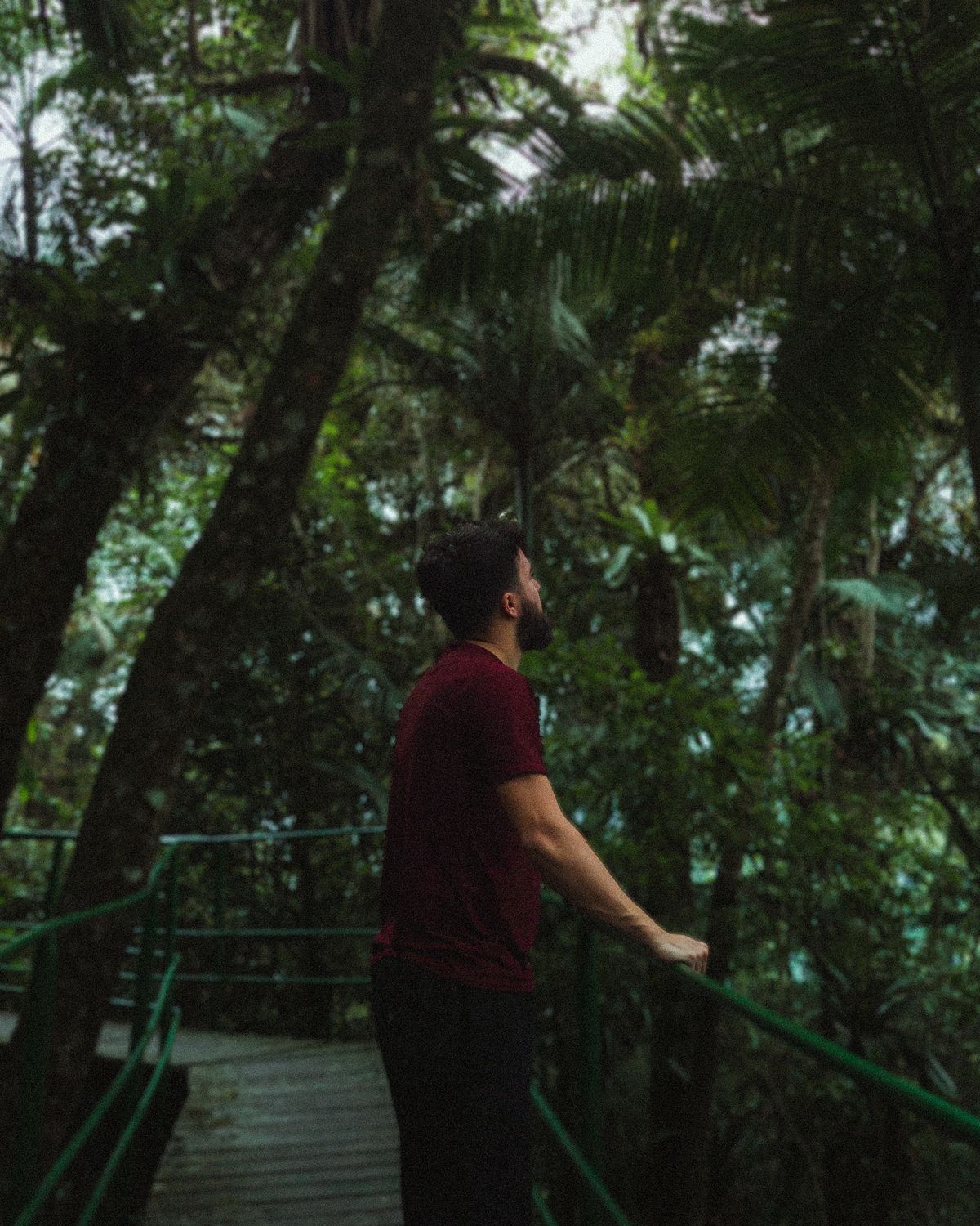 Man on Boardwalk in Tropical Forest · Free Stock Photo
