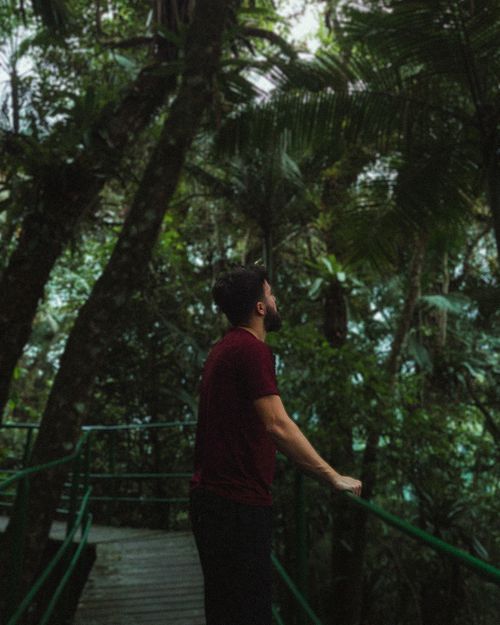 Free A man explores a lush tropical forest on a wooden boardwalk. Adventure awaits. Stock Photo