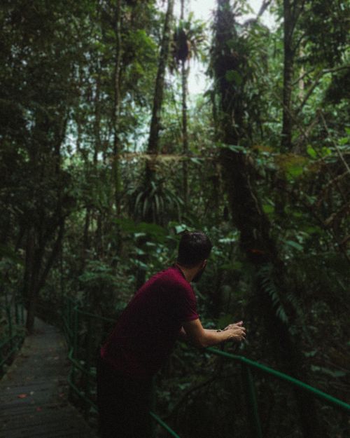 Free A man stands on a boardwalk in a tropical forest, surrounded by lush greenery. Stock Photo