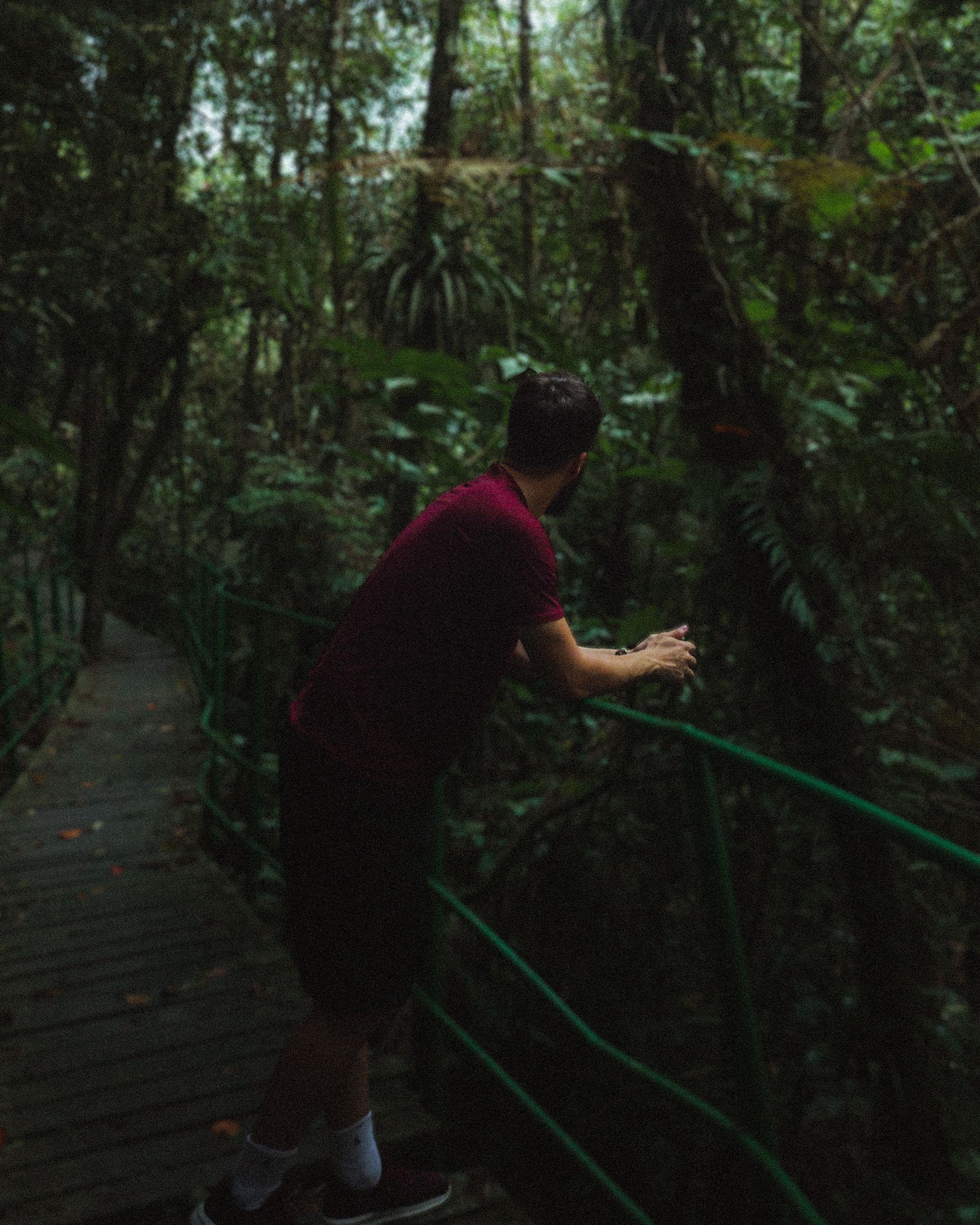 Man Standing on Boardwalk in Tropical Forest · Free Stock Photo