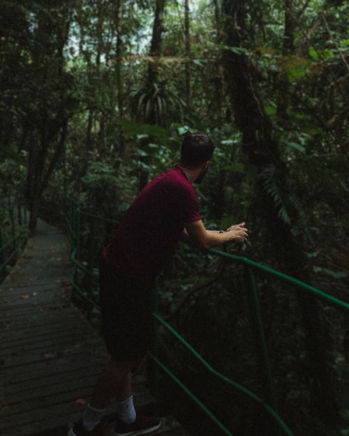 Free A person leans on a railing, exploring a lush tropical forest walkway. Stock Photo