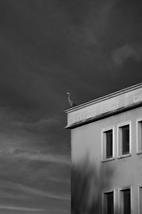 Bird on Roof in Black and White
