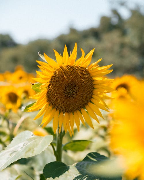 Yellow Sunflower on Field