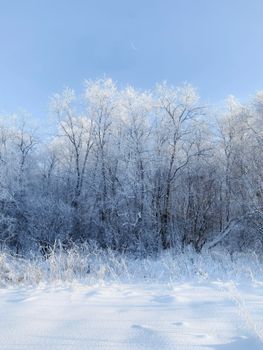 A tranquil winter landscape showcasing a snow-covered forest under a bright blue sky.