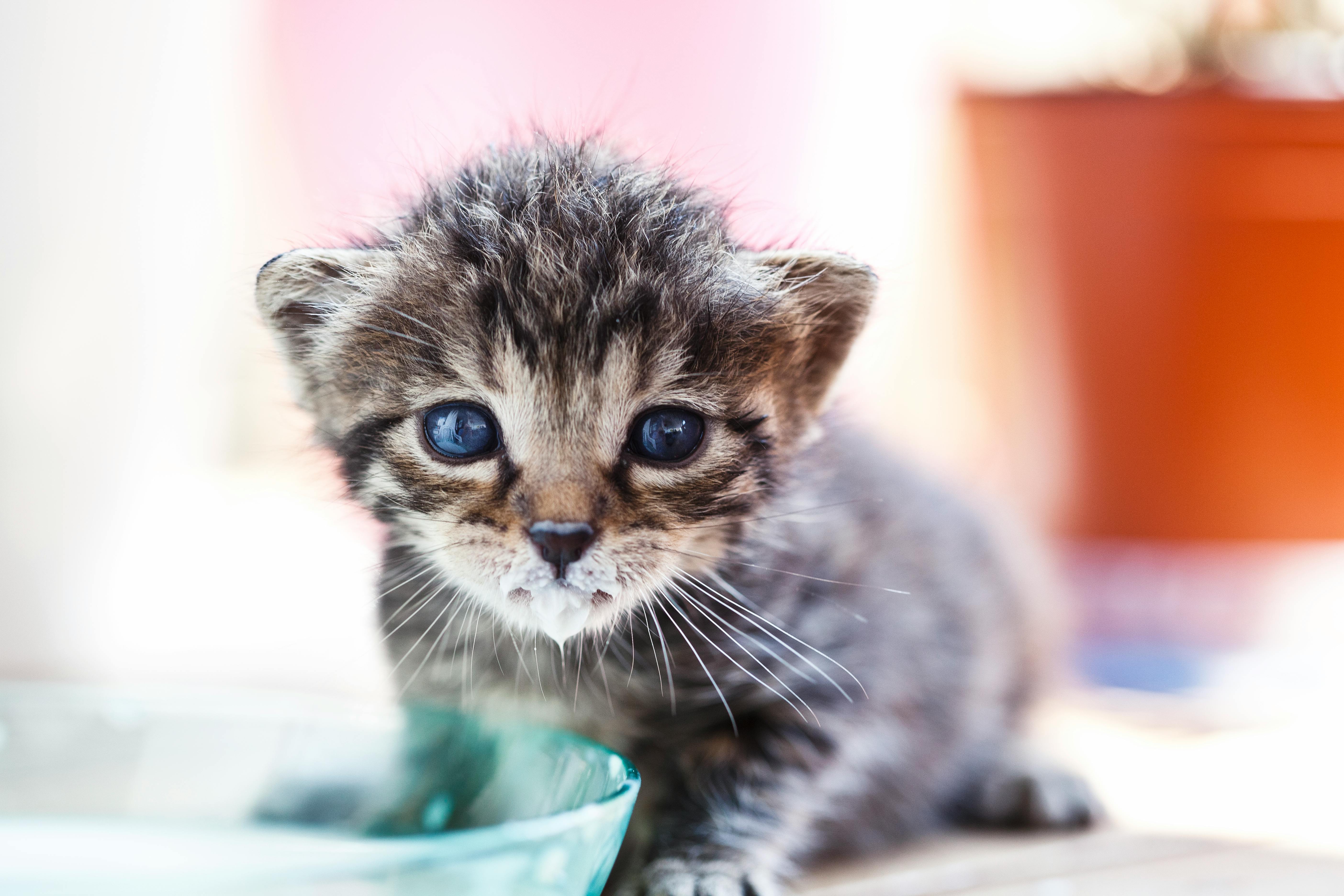 Free stock photo of baby, cat, kitten