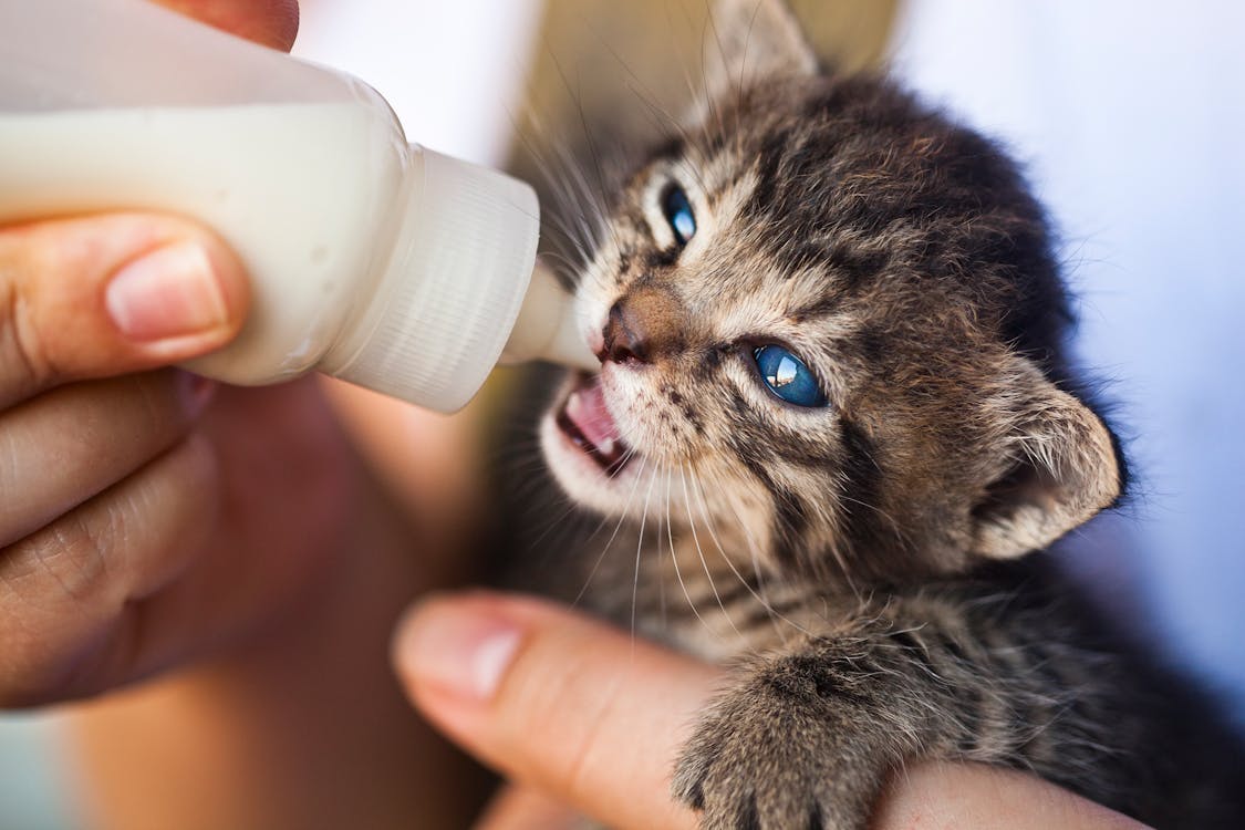 how to feed a newborn kitten
