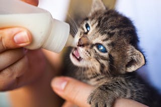 Close-Up Photo of Person Feeding a Kitten