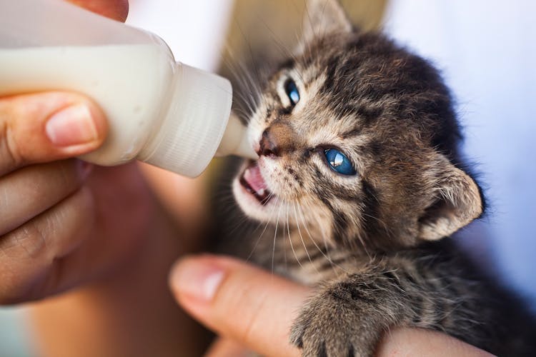 Close-Up Photo Of Person Feeding A Kitten