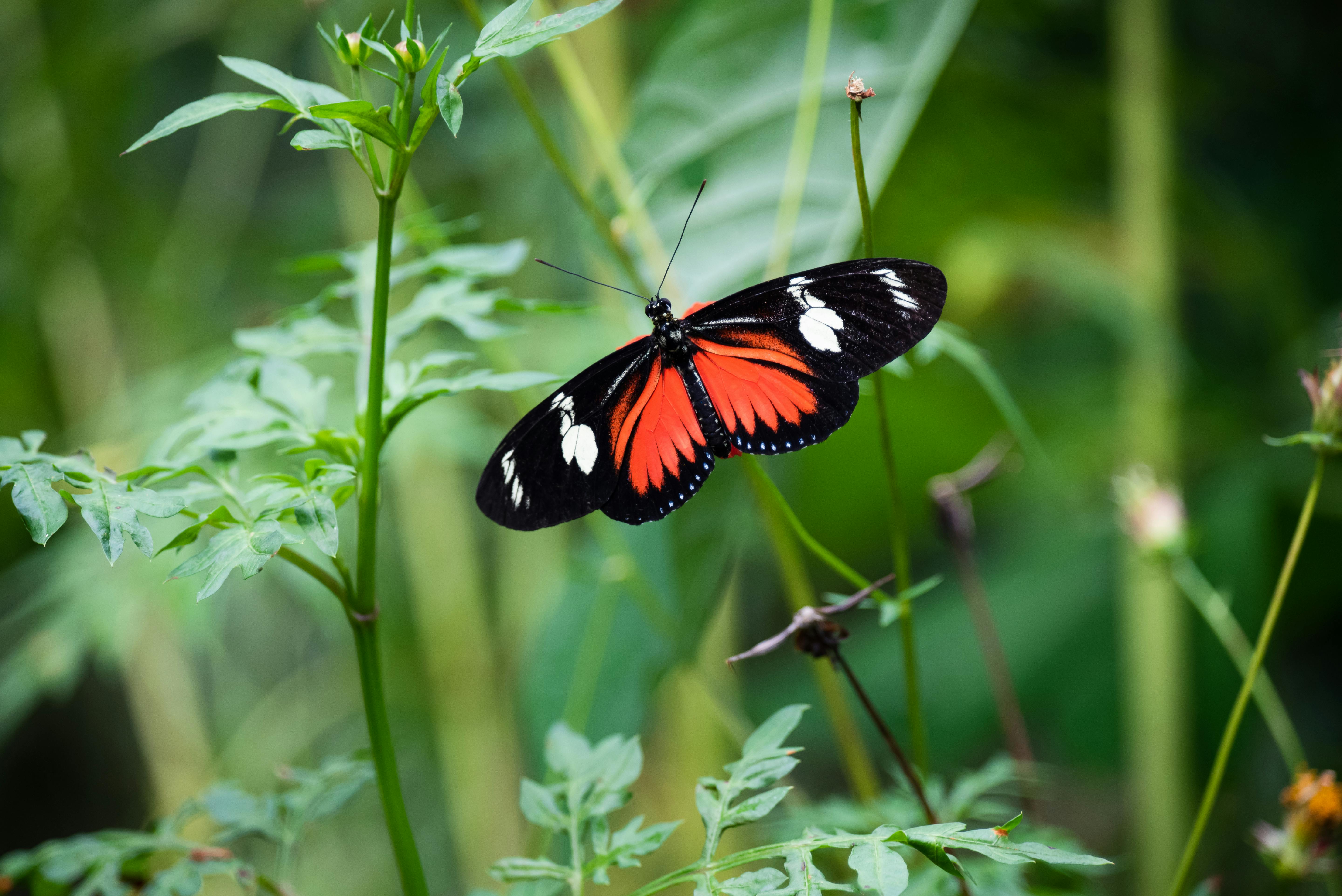 A red and black butterfly sitting on top of some green leaves