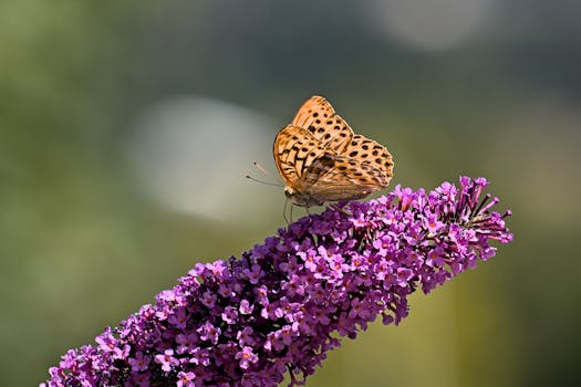 Close-up of a butterfly on purple flowers, showcasing nature's beauty in Switzerland.