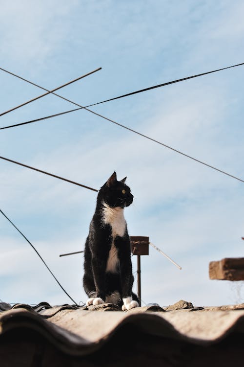 Imagine de stoc gratuită din acoperiș, animal de casă, fotografie de animale