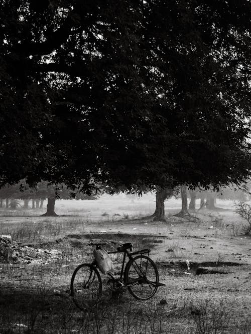 Ilmainen kuvapankkikuva tunnisteilla mustavalkoinen, Polkupyörä, puisto
