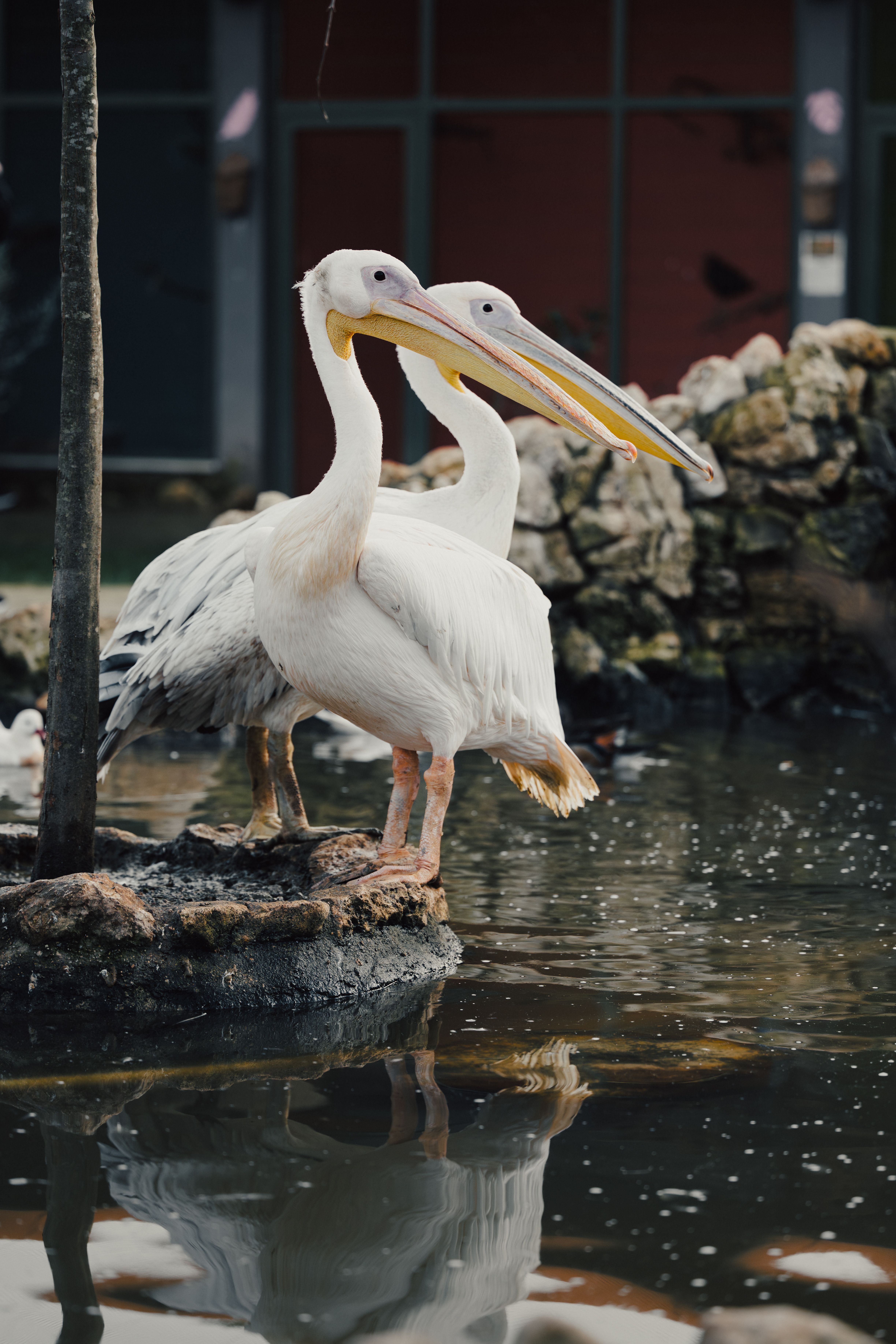 Two Pelicans Photos, Download The BEST Free Two Pelicans Stock Photos