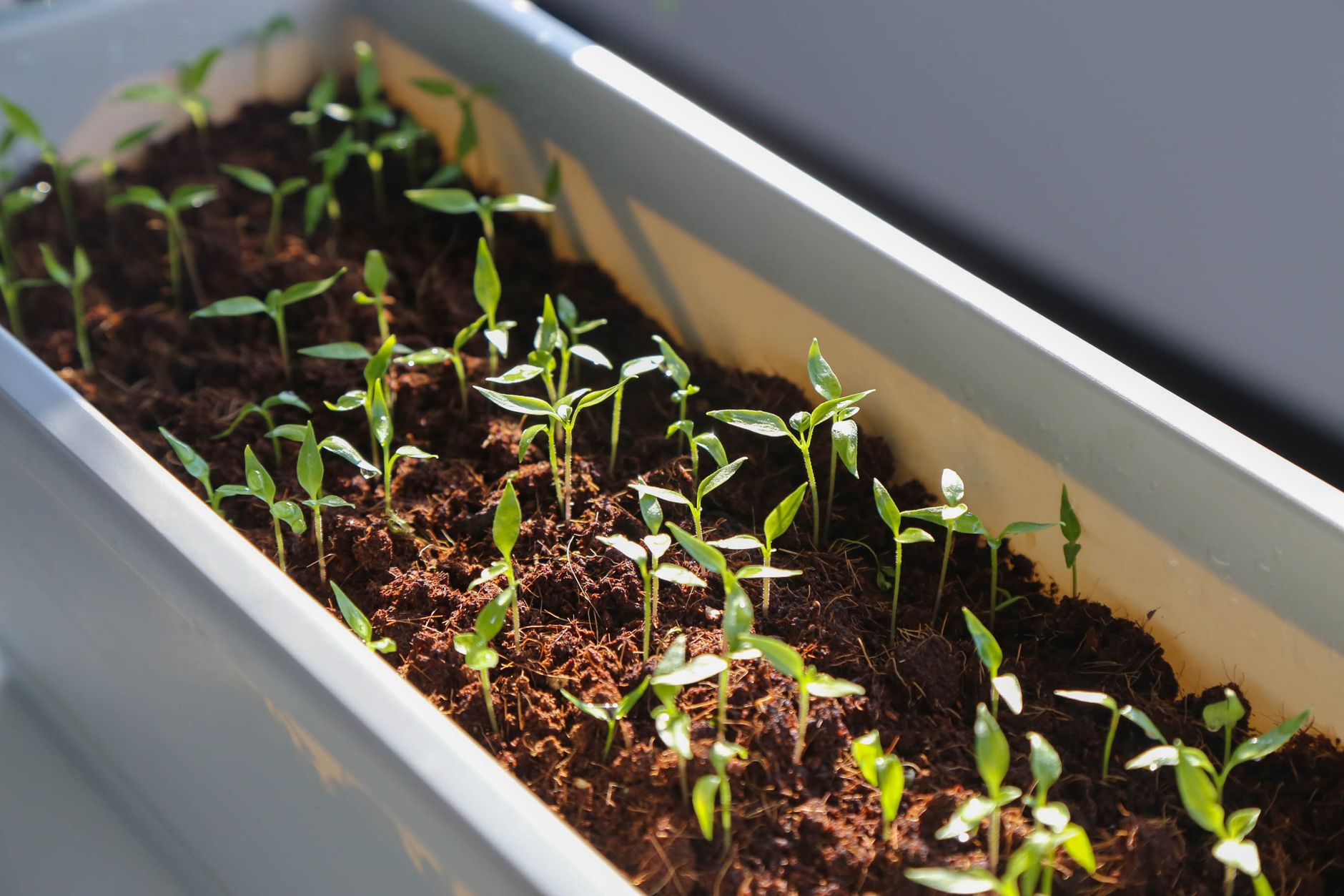 healthy winter vegetable container garden with proper drainage holes