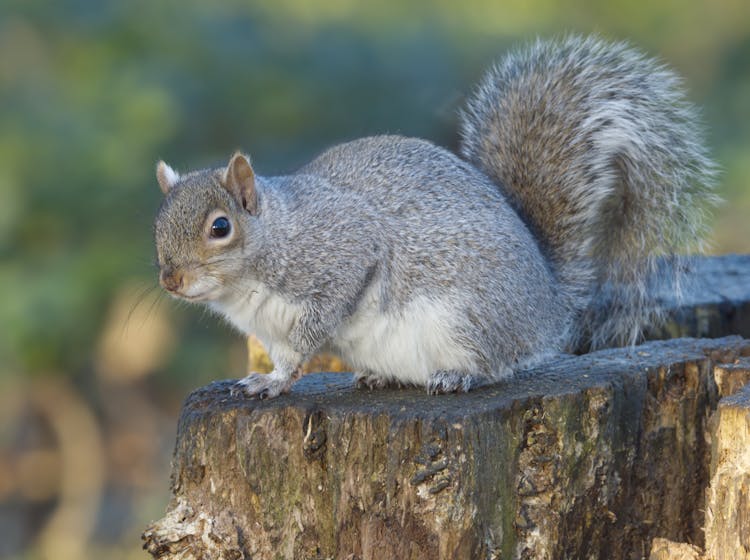 Squirrel On Tree Trunk