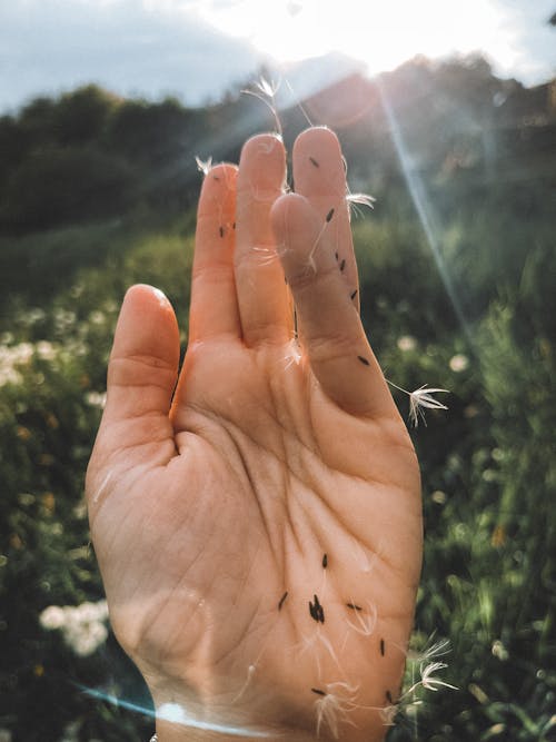 Ilmainen kuvapankkikuva tunnisteilla auringonvalo, kädet ihmisen kädet, käsi