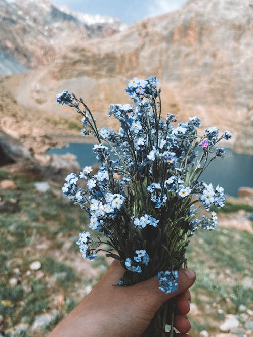 Person Holding a Bouquet of Blue Wild Flowers