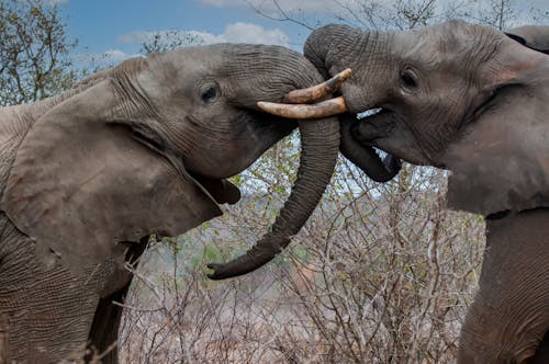 Kostnadsfri bild av djurfotografi, elefant, natur