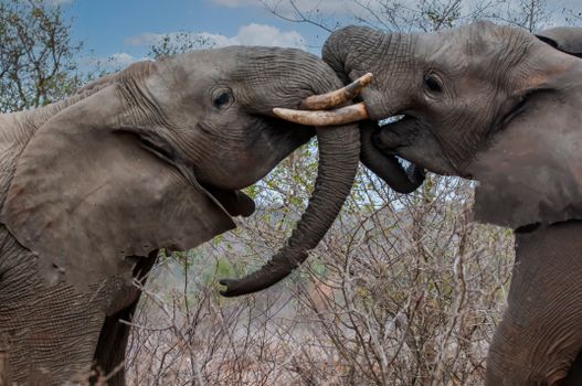 Two Elephants Fighting 