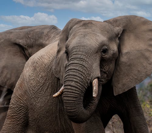 Kostnadsfri bild av djurfotografi, elefant, närbild