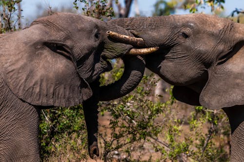 Kostnadsfri bild av djurfotografi, elefant, natur