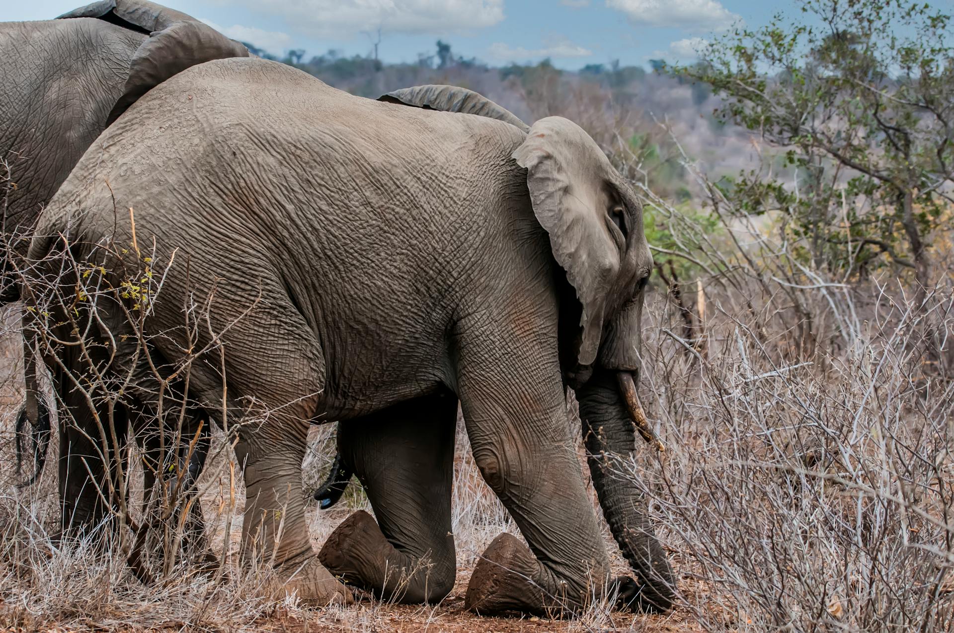 African Elephant Kneeling in Bushes, Kruger National Park, South Africa