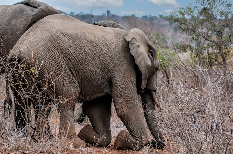 African Elephant Kneeling In Bushes, Kruger National Park, South Africa