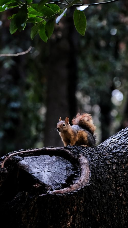 Free A squirrel perched on a tree trunk amidst lush greenery in an Istanbul park, captured with fine detail. Stock Photo