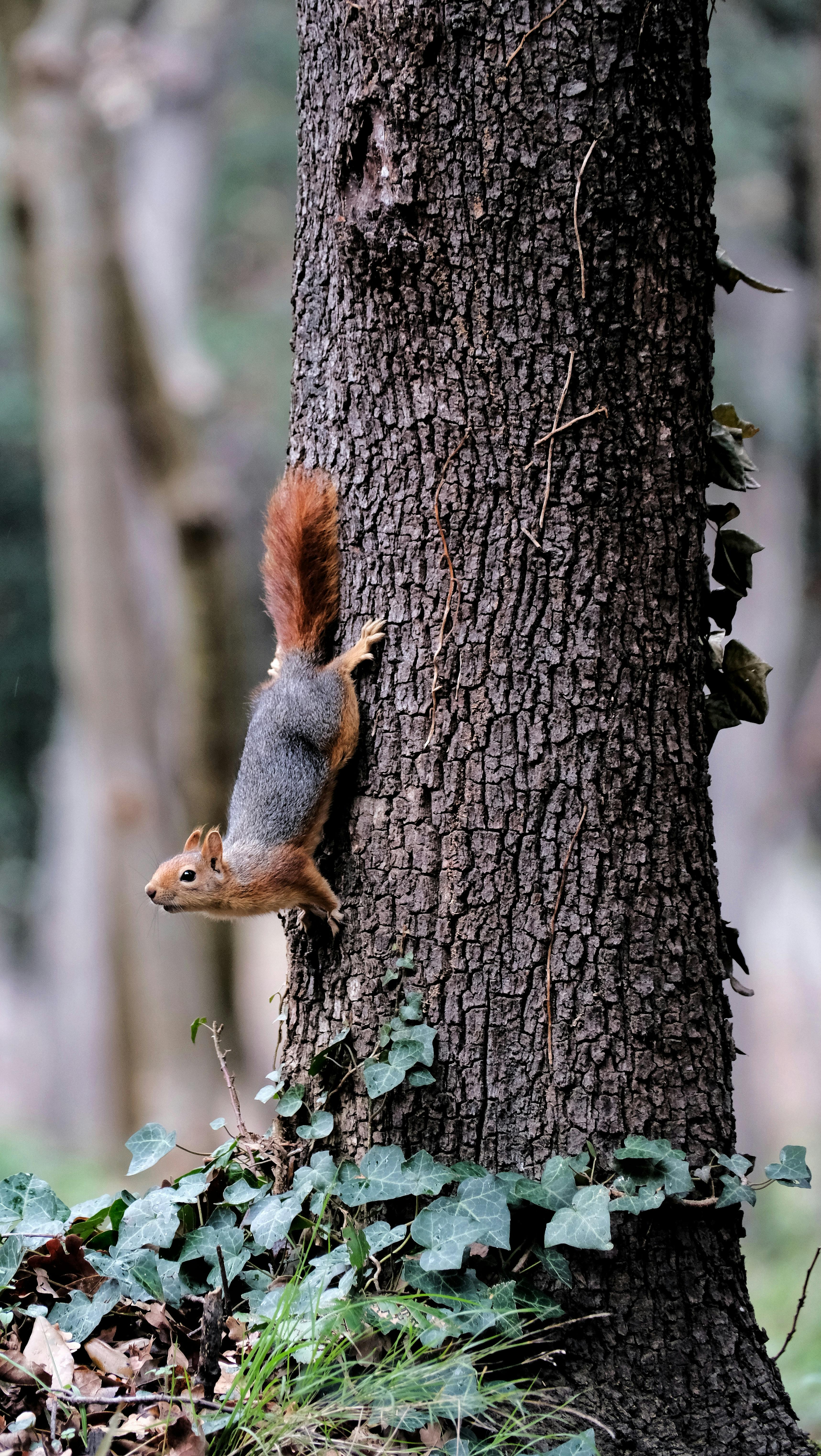 A vibrant squirrel gracefully climbs a tree in a peaceful Istanbul forest.