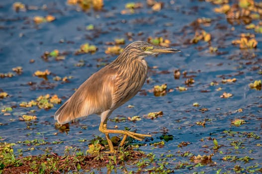 A serene heron stands in a vibrant marsh, showcasing nature's beauty.