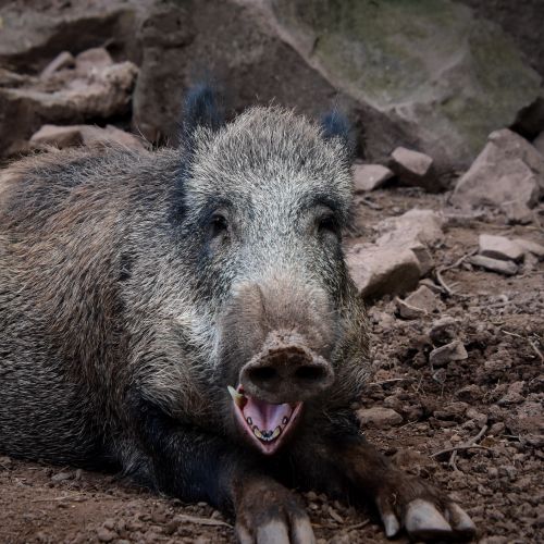 Free A wild boar lying on the rocky ground, captured in a natural outdoor setting. Stock Photo