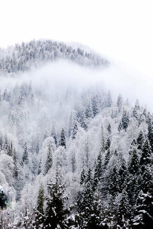 Cloud over Evergreen Forest in Winter