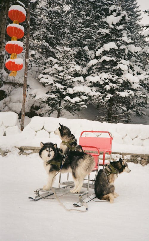 Fotobanka s bezplatnými fotkami na tému chladný, domáce zvieratá, husky