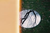 Tree Reflecting in Round Mirror