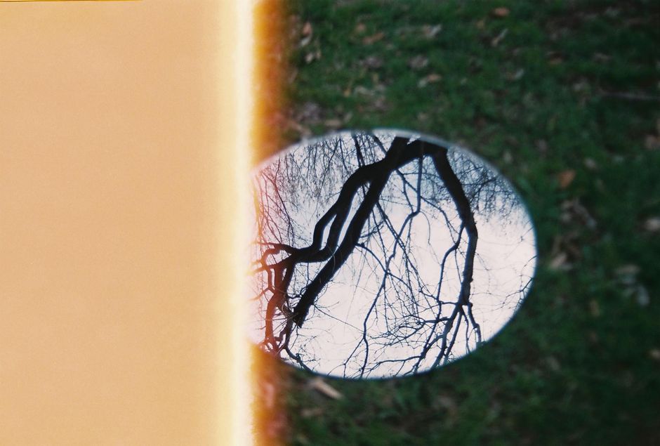 Artistic reflection of leafless tree branches on a grass lawn with a burnt film effect.
