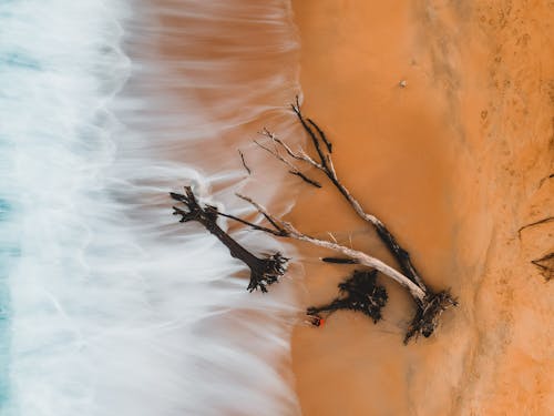 A Driftwood on a Beach