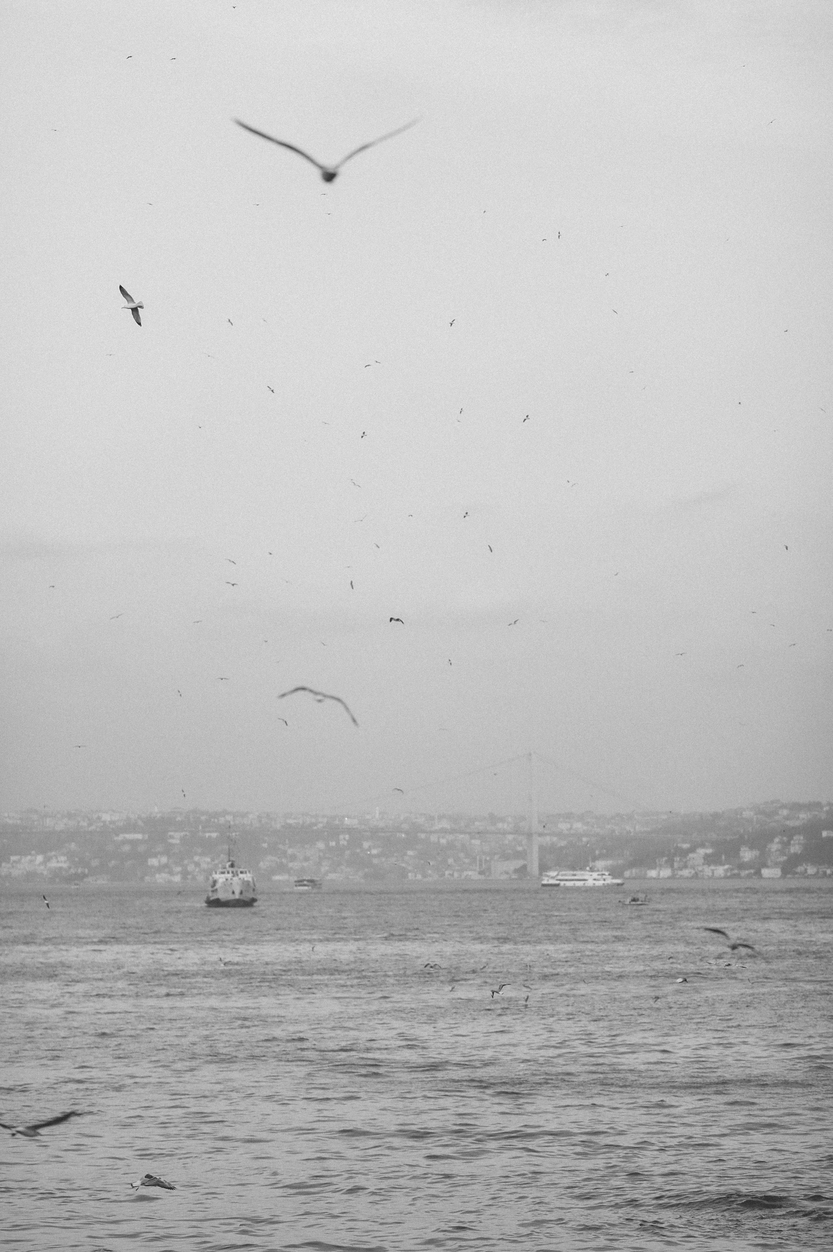 Black and white photo of seagulls flying over the Bosphorus, Istanbul