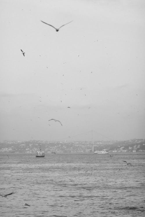 Imagine de stoc gratuită din alb-negru, fotografiere verticală, în zbor