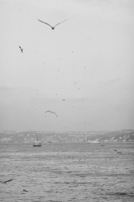 Black and white photo of seagulls flying over the Bosphorus, Istanbul
