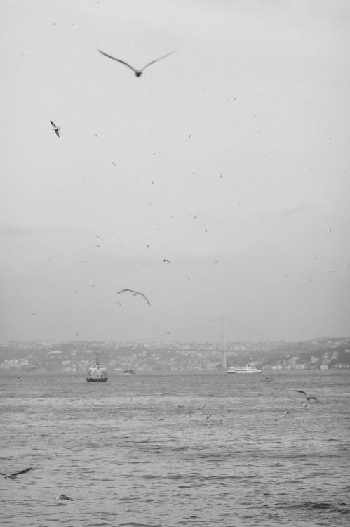 Imagine de stoc gratuită din alb-negru, fotografiere verticală, în zbor