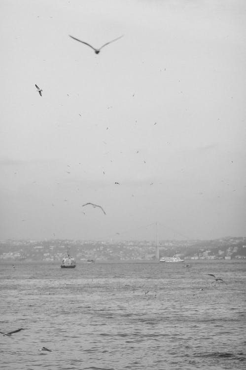 Photos gratuites de mer, noir et blanc, océan