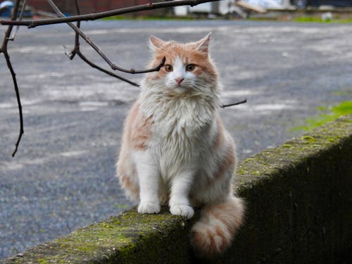  Fluffy Ginger Cat Sitting on a Mossy Concrete Wall