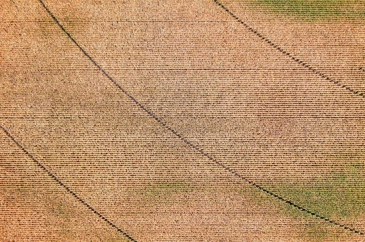 Agricultural Field Texture