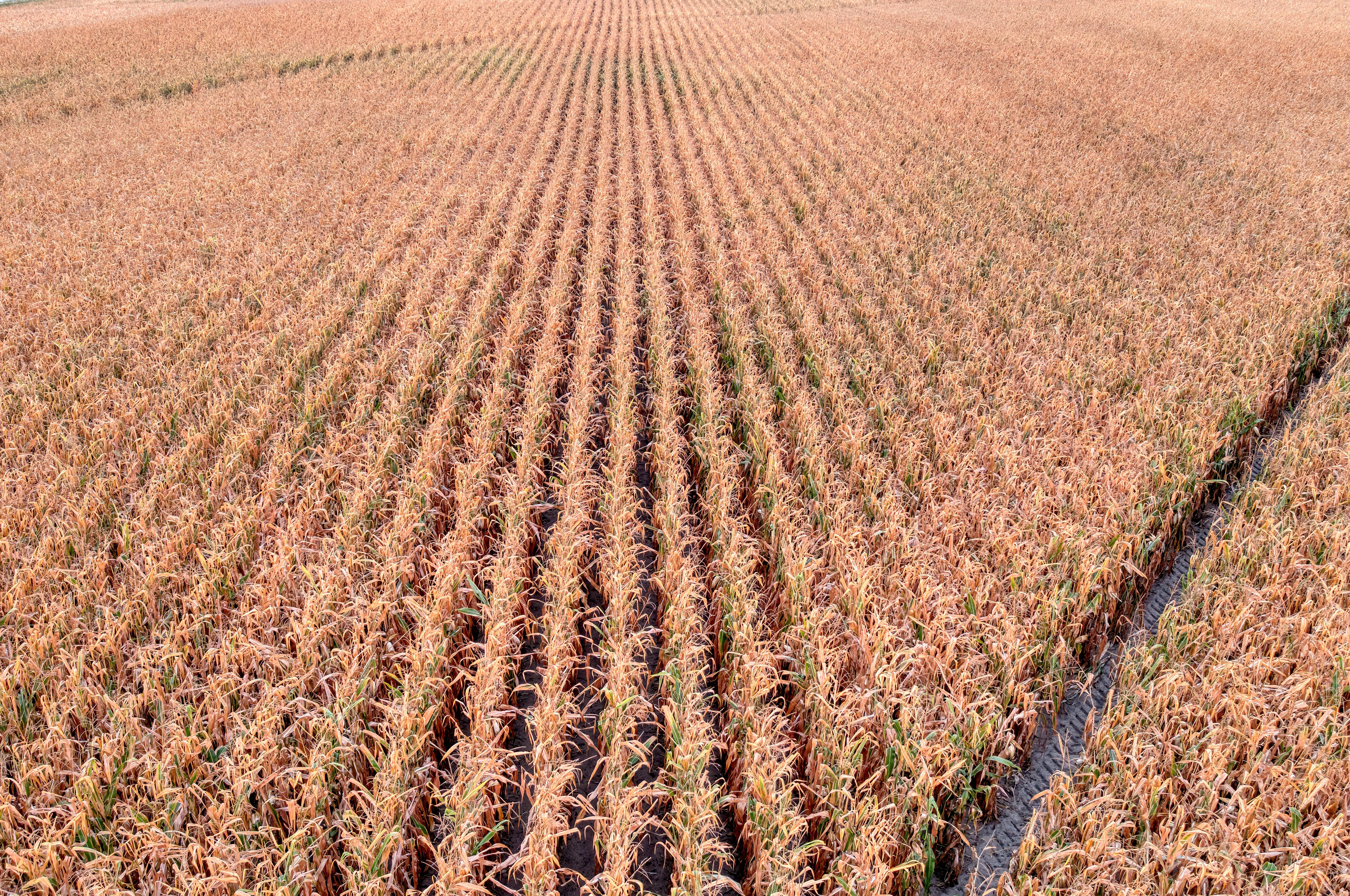 Blockchain Beyond Bitcoin: Understanding Digital Assets in Agriculture — Photo by Tom Fisk on Pexels