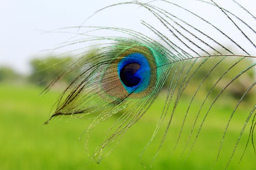 Free stock photo of blue, feather, green