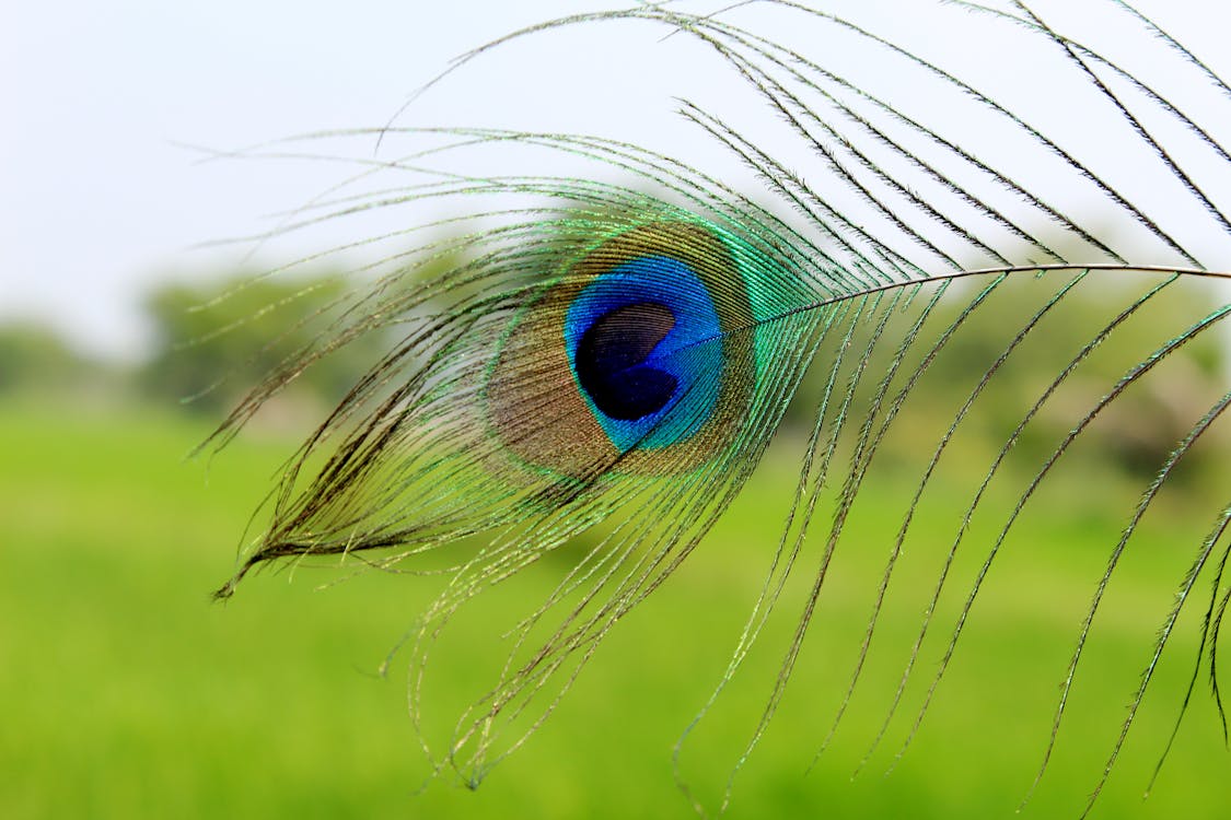 Free stock photo of blue, feather, green