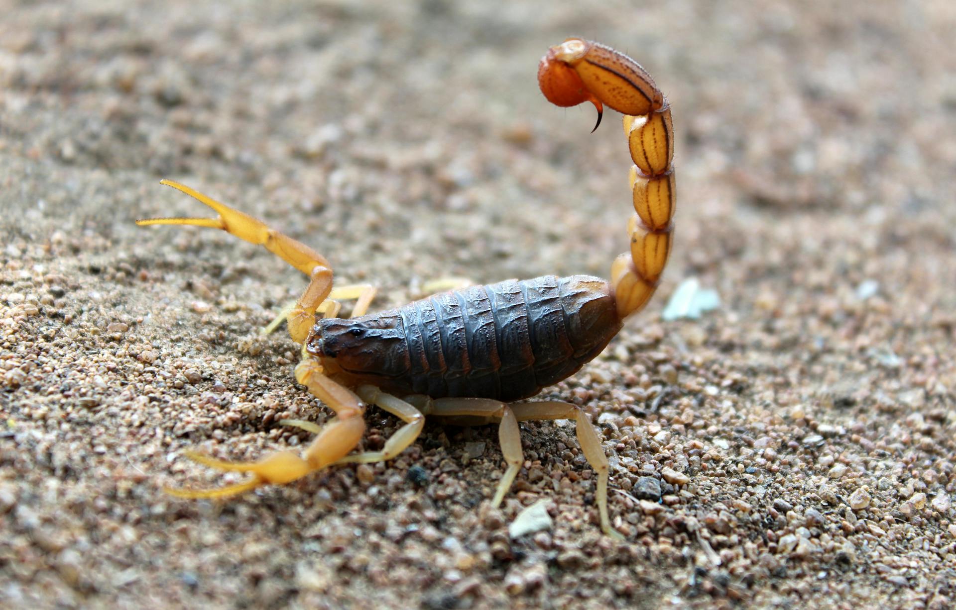 Black and Brown Insect with Pincers