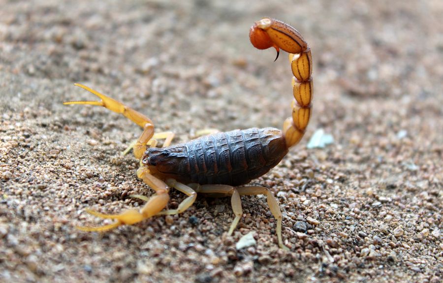 Escorpião em solo — controle de aracnídeos Saniway