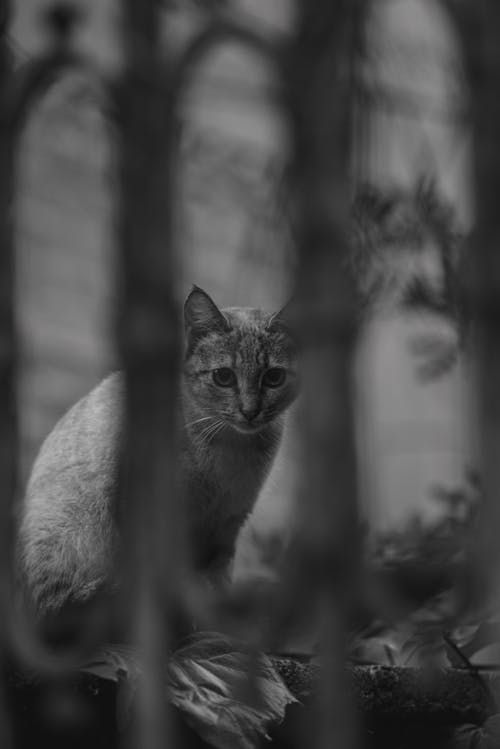 dikey atış, Evcil Hayvan, hayvan fotoğrafçılığı içeren Ücretsiz stok fotoğraf