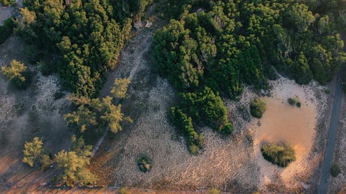 Darmowe zdjęcie z galerii z drzewa, flora, fotografia lotnicza